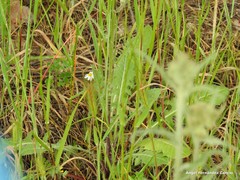 Leontodon longirostris