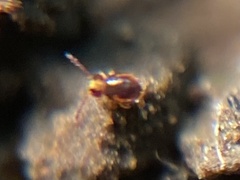 Sminthurides plicatus