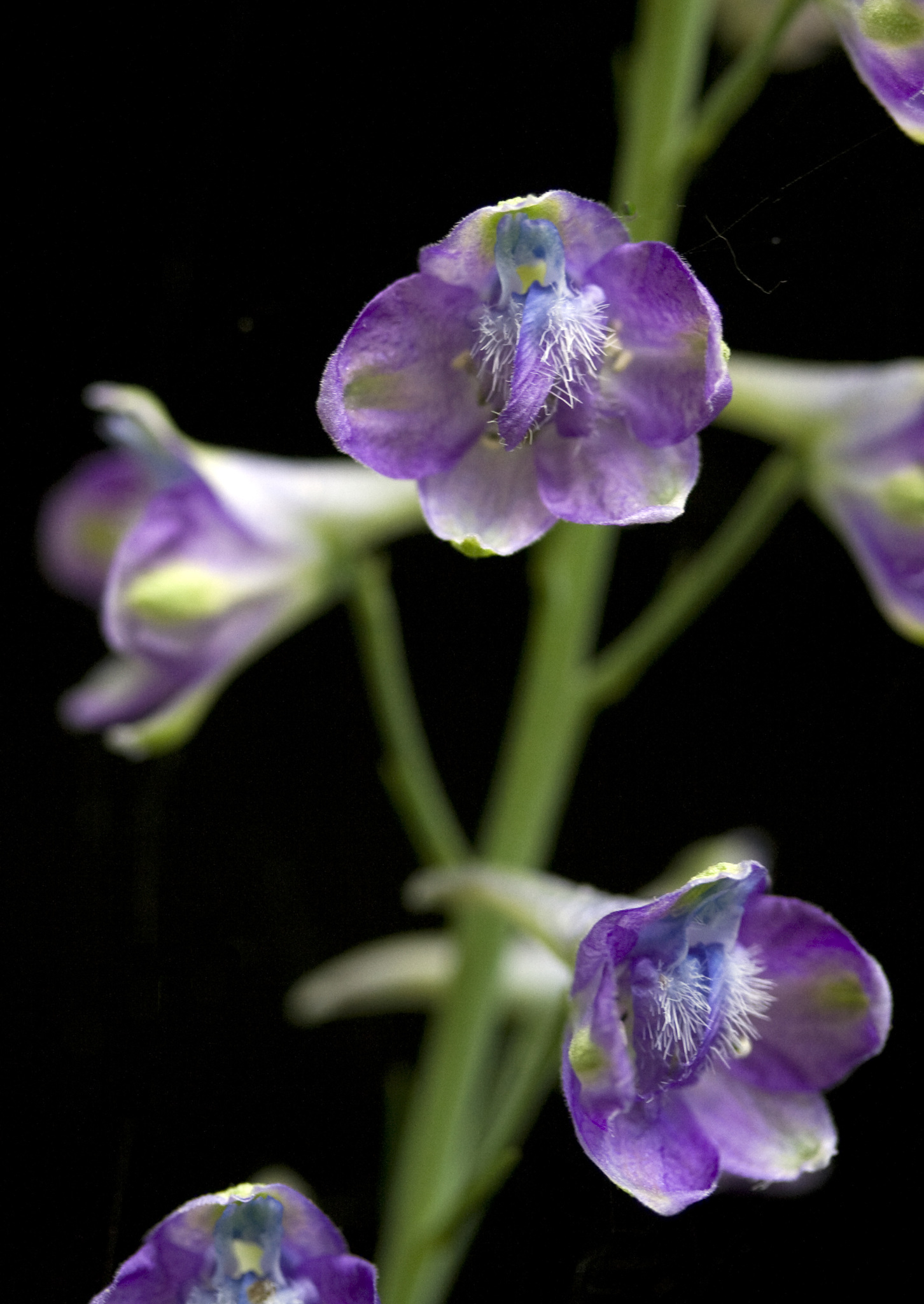 Delphinium exaltatum