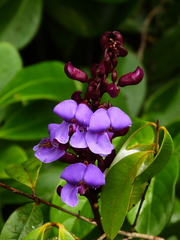 Macropsychanthus scabrus