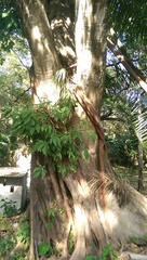 Ficus maxima