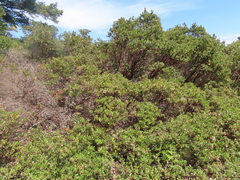 Arctostaphylos × media