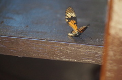 Actinote pellenea