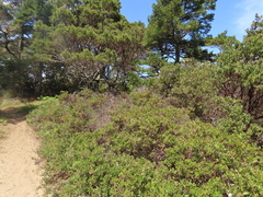 Arctostaphylos × media