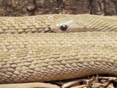 Dasypeltis fasciata