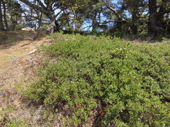 Arctostaphylos × media