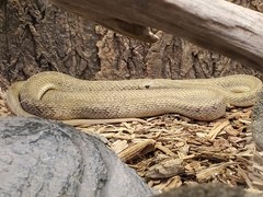 Dasypeltis fasciata