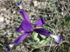Iris reichenbachiana