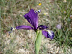 Iris reichenbachiana