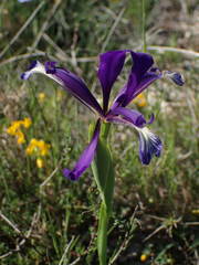 Iris reichenbachiana