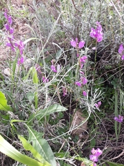 Polygala boissieri