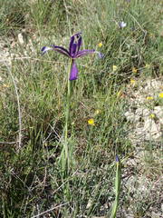 Iris reichenbachiana