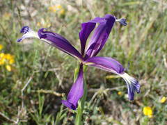 Iris reichenbachiana