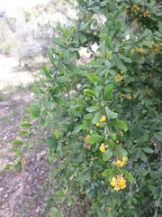 Berberis hispanica