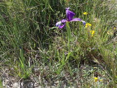 Iris reichenbachiana
