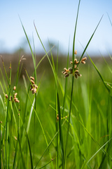 Bolboschoenus robustus