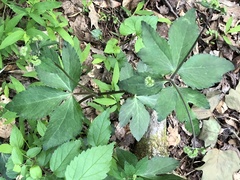 Sanicula smallii