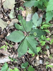 Sanicula smallii