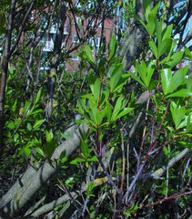 Salix daphnoides