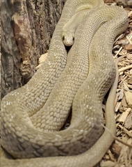 Dasypeltis fasciata