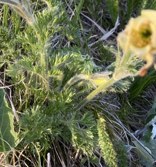 Pulsatilla albana