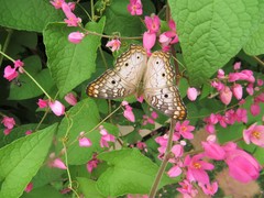 Anartia jatrophae