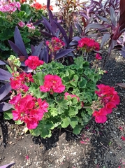 Pelargonium × hybridum