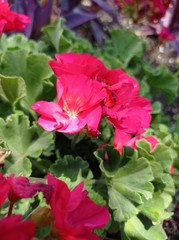 Pelargonium × hybridum