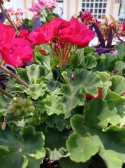 Pelargonium × hybridum