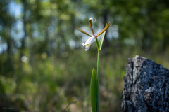 Cleistesiopsis oricamporum