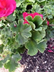 Pelargonium × hybridum
