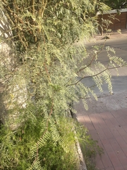 Prosopis