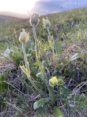 Pulsatilla albana