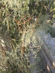 Prosopis
