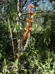 Sinningia allagophylla