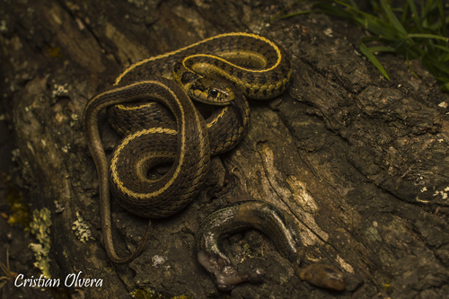 Longtail Alpine Garter Snake