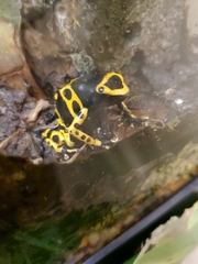 Dendrobates leucomelas