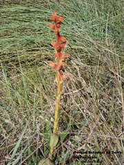 Sinningia allagophylla