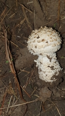 Saproamanita foetidissima