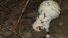 Saproamanita foetidissima