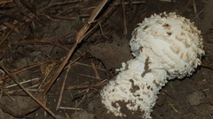 Saproamanita foetidissima