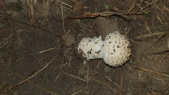 Saproamanita foetidissima