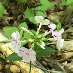 Phlox ovata