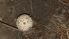Saproamanita foetidissima
