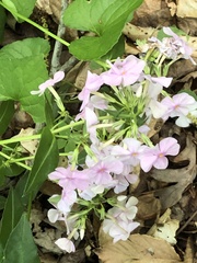 Phlox ovata