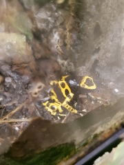 Dendrobates leucomelas