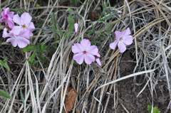 Phlox viscida