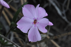 Phlox viscida