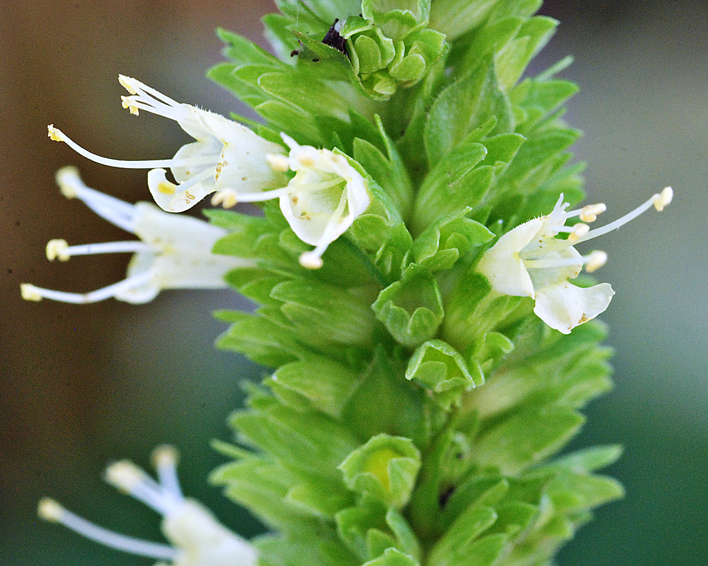 yellow giant hyssop
