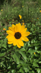 Helianthus debilis image